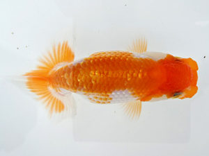 志摩紅鱗会　第一回研究会　取締一　大河内正行　津市