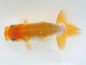 志摩紅鱗会　第一回研究会　東大関　小倉　覚　大紀町