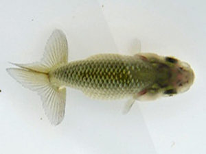 志摩紅鱗会　第一回研究会　西大関　太田恒男　志摩市
