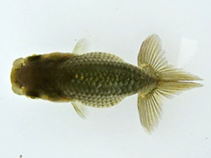 志摩紅鱗会　第一回研究会　取締一　林　万貴　志摩市