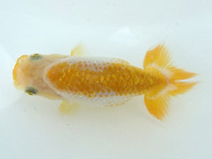 志摩紅鱗会　第一回研究会　取締二　小倉　覚　大紀町