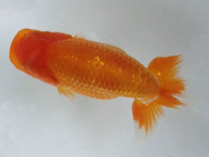 当歳研究会　西大関　青木和久