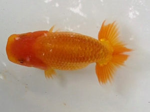 当歳研究会　取締一　青木和久