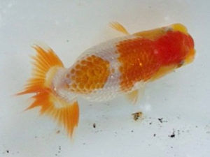 当歳研究会　取締二　曽根　修