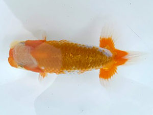 湘南らんちゅう会　研究会　1位　高橋大祐