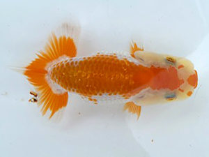 湘南らんちゅう会　研究会　2位　山田勝征