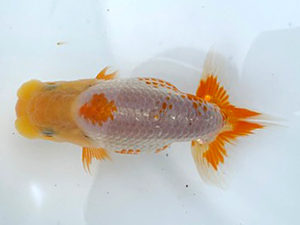 湘南らんちゅう会　第一回研究会　3位　城所慎一