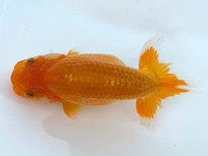 湘南らんちゅう会　研究会　4位　村田祐則