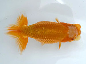 湘南らんちゅう会　研究会　5位　益子光由