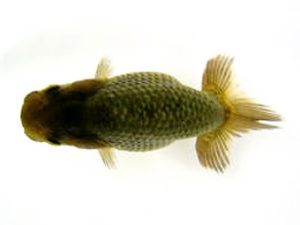 研究会　特選3　斎藤嘉津雄