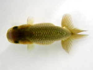 研究会　特選4　荘司三郎