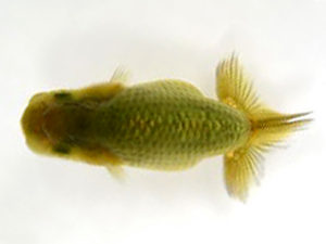 研究会　特選5　一戸勇三