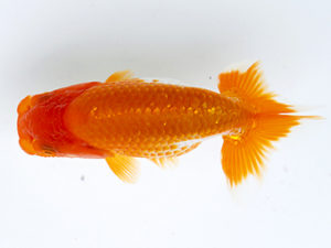 徳島愛錦会　西大関　植月典康