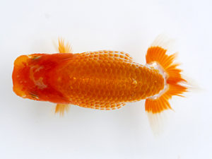 徳島愛錦会　取締一　大原　正