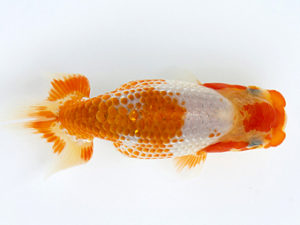 徳島愛錦会　取締二　竹谷義正