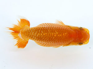 徳島愛錦会　東大関　細川隆憲