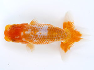 徳島愛錦会　西大関　竹居正成