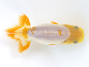 徳島愛錦会　取締一　篠原　敬