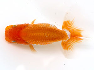 徳島愛錦会　取締二　島崎大輔