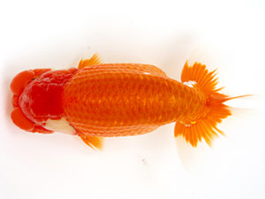 徳島愛錦会　東大関　浜口敬三