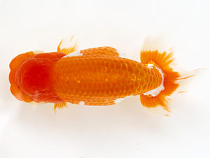 徳島愛錦会　西大関　浜口敬三