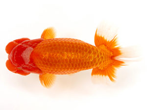 徳島愛錦会　立行司　浜口敬三