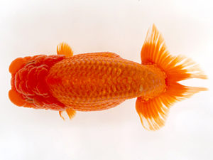 徳島愛錦会　取締一　谷澤清隆