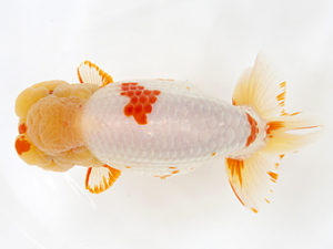 徳島愛錦会　東大関　田中　勉 