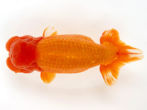 徳島愛錦会　西大関　谷澤清隆