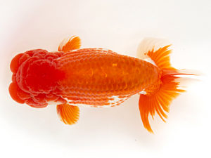 徳島愛錦会　立行司　吉成志朗