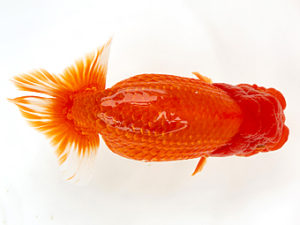 徳島愛錦会　取締一　佐藤茂夫