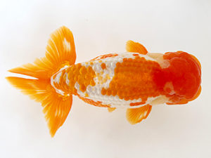 徳島愛錦会　取締二　細川　隆 