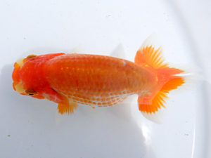 研究会　東大関　山田重夫　愛西市