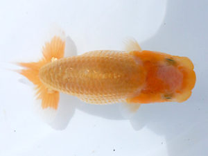 研究会　西大関　植田春寿　稲沢