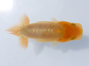 研究会　立行司　植田春寿　稲沢