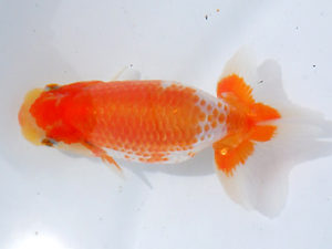 研究会　東取締　山田重夫　愛西市