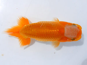 研究会　西取締　井戸清文　津島市