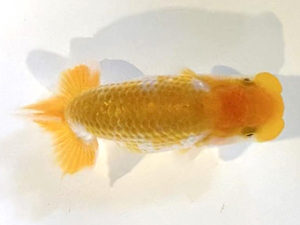 横浜観魚会　研究会　2位　大津善人