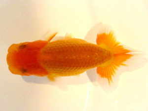 横浜観魚会　研究会　3位　村田祐則