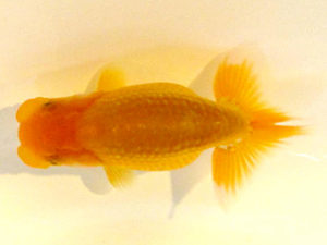 横浜観魚会　研究会　4位　大津善人