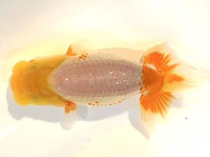 横浜観魚会　研究会　5位　望月武雄