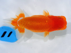 倉敷栄蘭会 西勧進元　寒川秀春　香川