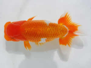 倉敷栄蘭会 行司二　森田智洋　福山