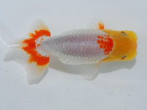 倉敷栄蘭会 行司三　吉原敏和　香川