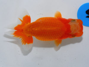 倉敷栄蘭会 東脇行司　児子敏雄　岡山