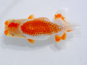 倉敷栄蘭会　立行司　大熊正人　倉敷