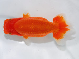 倉敷栄蘭会　西取締　三宅一共　岡山