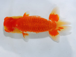 倉敷栄蘭会 東小結　南堀育三　小豆島