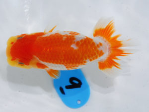 倉敷栄蘭会 西小結　白川成也　児島