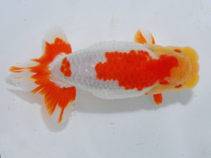 倉敷栄蘭会　東大関　笹井史治　福山